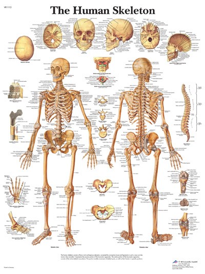 The Human Skeleton