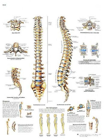 Spinal Column