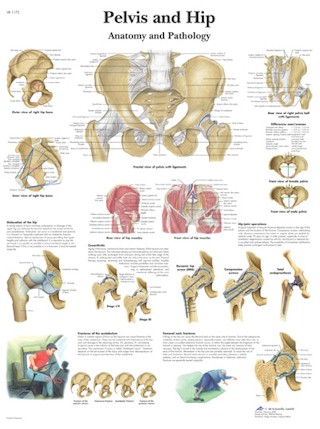 Pelvis And Hip