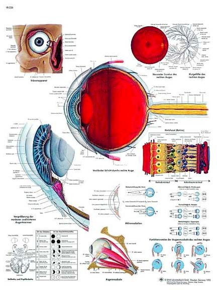 Human Eye