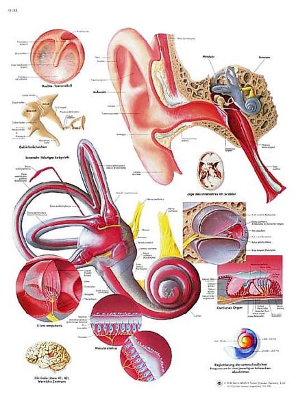 Human Ear