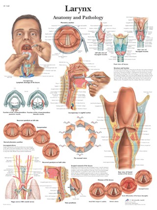 Larynx