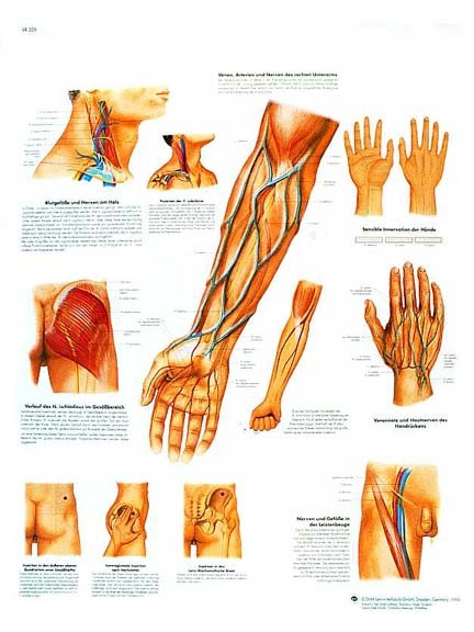 Wandkaart: Clinically Important Bood Vessel