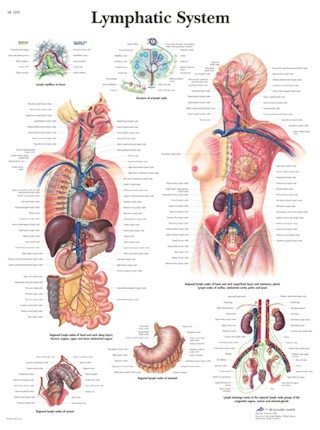 Lymphatic System