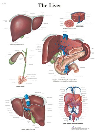 The Liver