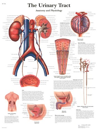 Wandkaart: The Urinary Tract