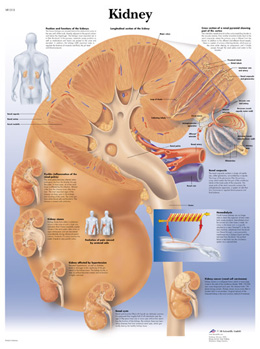 Kidney