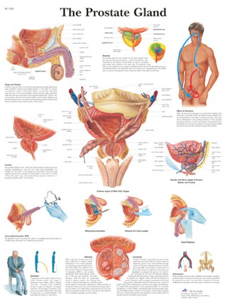 The Prostate Gland