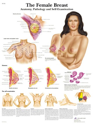 The Female Breast