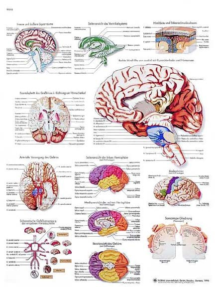 Human Brain