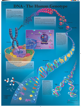 The Human Genotype